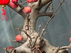 -龙大花卉苗木市场