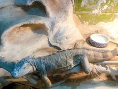-上海大自然野生昆虫馆(东方明珠·爬宠昆虫探索中心)