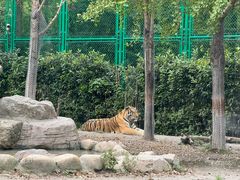 -上海野生动物园老虎餐厅
