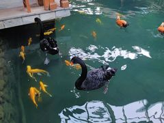 -南宫五洲植物乐园