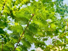 -白水寺森林公园