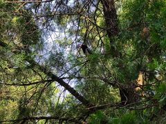 -中岳庙