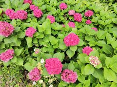 -徐家汇源景区-衡山公园