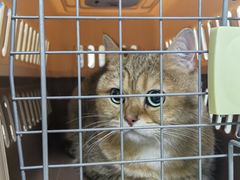 -动物缘宠物医院·骨科·猫科(西二环店)