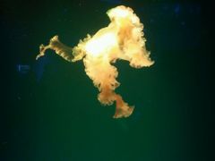 -芜湖新华联大白鲸海洋公园