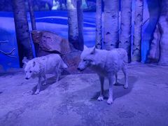 -芜湖新华联大白鲸海洋公园