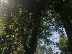 景点-青枫公园