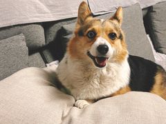 -宠爱国际动物医院· 猫科· 外科·中兽医(长白店)