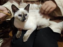 -猫色咖啡·猫咖