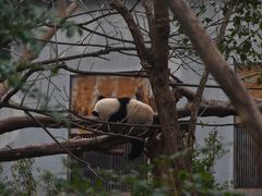 -成都大熊猫繁育研究基地