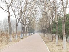 -大兴滨河森林公园