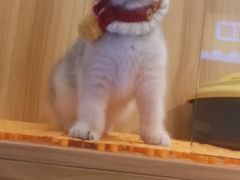 -欣宠猫屋·矮脚拿破仑·蓝金金渐层