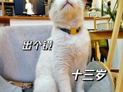 -纳吉亚猫专科动物诊疗中心(蒋宅口分院)