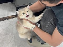 -爱侣宠医·鹦鹉专科·小型哺乳类·异宠专科(灵石路店)