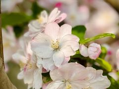 -海棠花溪(元大都城垣遗址公园)