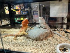 -酷以爬仙阁实体爬宠店·守宫·蜥蜴·专业繁育