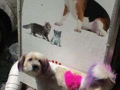 android_upload_pic-瑞派动物医院·猫专科·至诚(江南中分院)