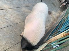 -都江堰玫瑰花溪谷