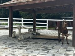 -哈尔滨北方森林动物园