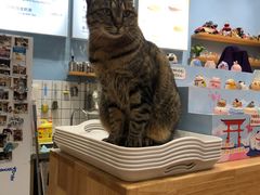 -猫的天空之城概念书店(杭州南宋御街店)