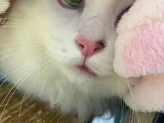 -严国平动物医院(德政总院)