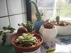 -蜜蜂小象·榴莲千层蛋糕(时代汇11栋店)