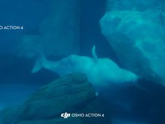 -海合安武汉极地海洋公园