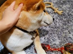 -柴务处·柴犬主题狗咖