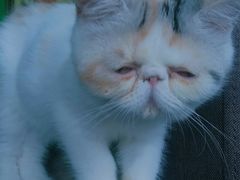 -喵店&猫咖