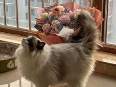 -爱洗澡的猫(望京店)