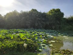 -艾溪湖湿地公园