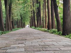 -上海滨江森林公园
