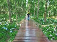 -黄海国家森林公园