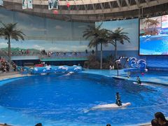 -海合安成都极地海洋公园