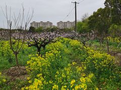 -南汇桃花村