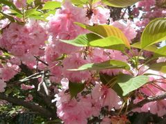 青龙寺樱花节-西安青龙寺遗址景区