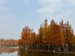 -白鹭湾湿地公园