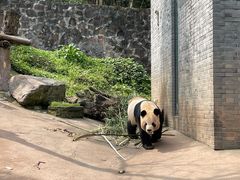 -都江堰中华大熊猫苑
