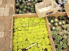 -三圣花乡旅游区