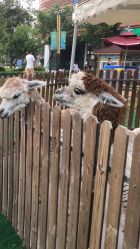 -萌宠亲子动物乐园(槐房万达店)