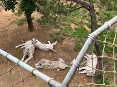 -西霞口神雕山野生动物世界