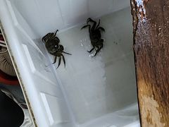 -阳澄湖大闸蟹·琼灵阁牌品牌连锁(吴中总店)