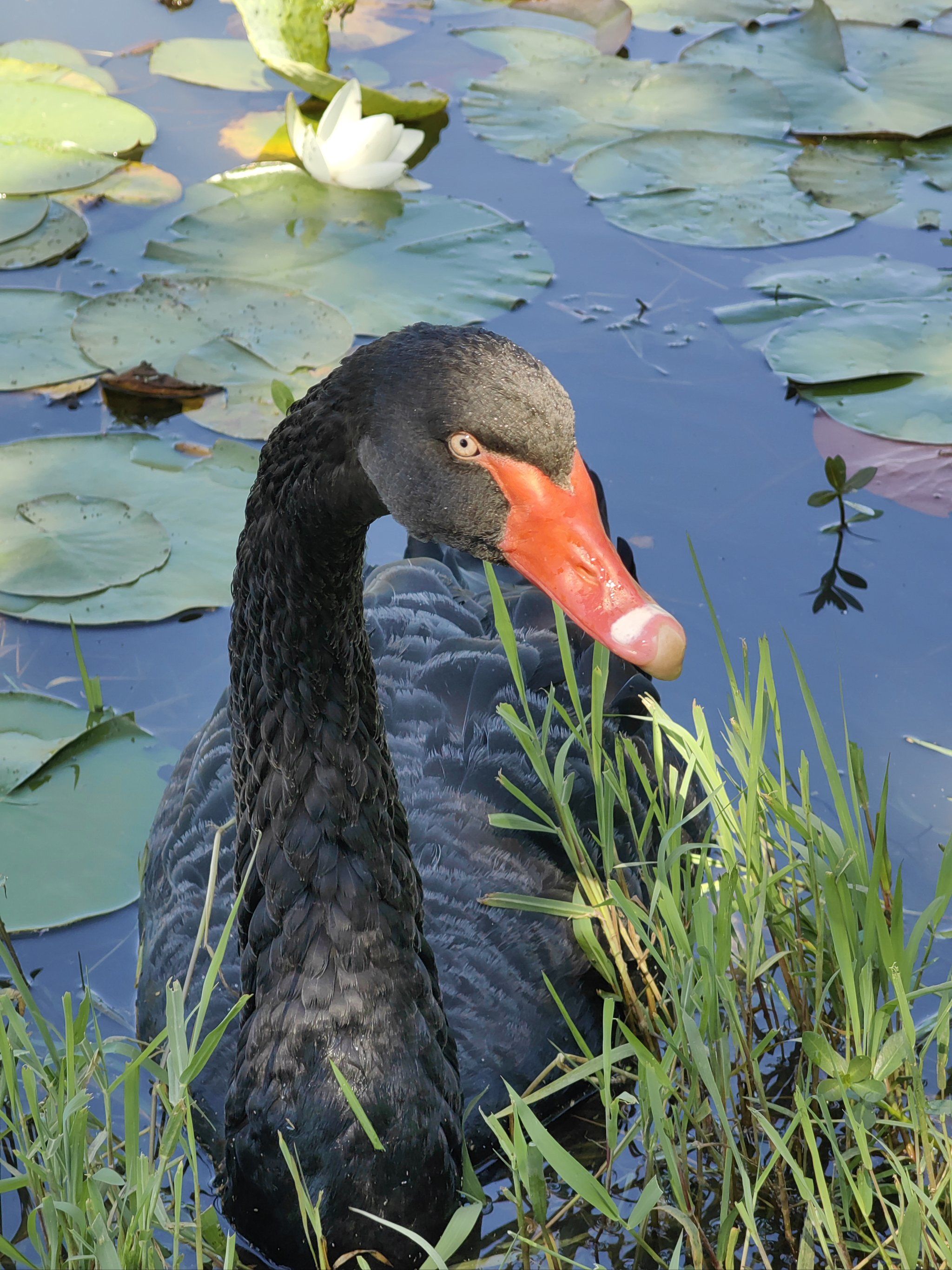 安详鸟生悠然时光