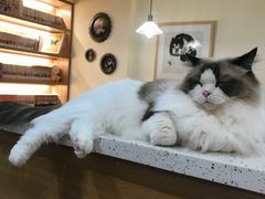-滚猫咖啡·猫咖·猫友好撸猫(未来城店)