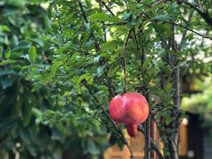 -北京古城老院厉晓麟精致菜