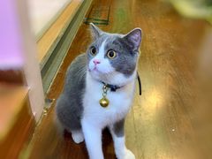-李小姐の猫咖啡馆(五角场店)