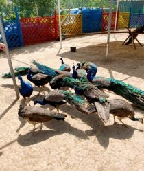 -萌宠亲子动物乐园(槐房万达店)