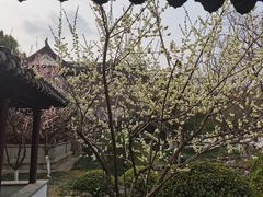 -莫愁湖公园