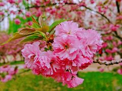 -莲花池公园
