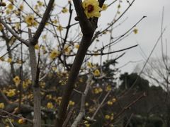 -香雪海